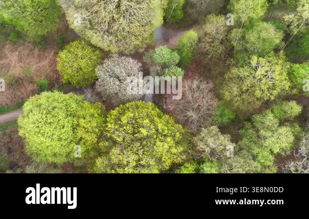 Epping Forest Trees and Path Birds Eye View 4K Essex Stock Video ...
