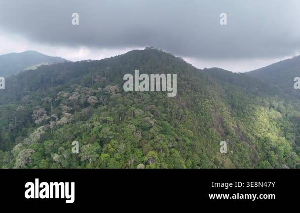 Lush green forest with a mountain in the background. The sky is cloudy ...