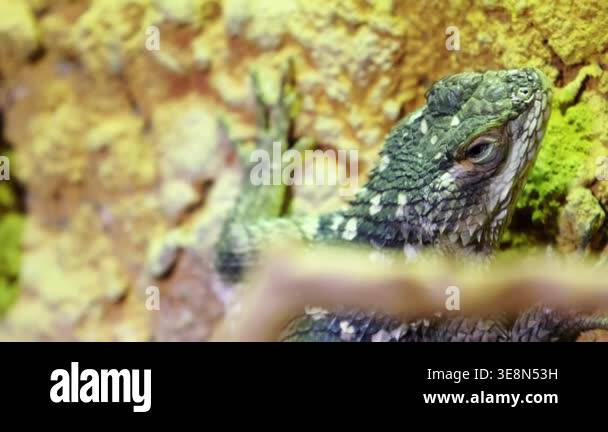 Lizard with intricate skin patterns and colors rests against a rocky ...