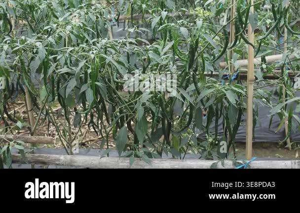 Green Chili Pepper Plants Growing on Bamboo Trellis in Garden Vegetable ...