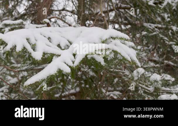 A beautiful close-up of a pine or fir branch with green needles covered ...
