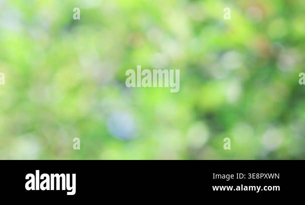 Abstract green bokeh background with soft natural light, blurred nature ...