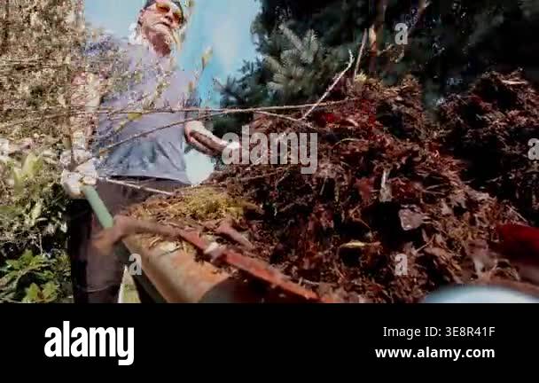 Man pushing wheelbarrow with compost and tipping fertilizer onto garden ...