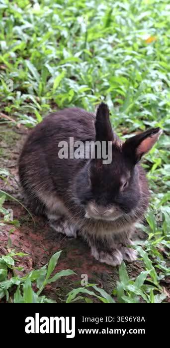 Dark domestic rabbit sitting on the ground in green grass, cute fluffy ...