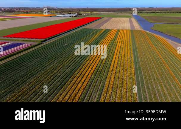 Aerial view of vast tulip fields in the Netherlands during spring ...