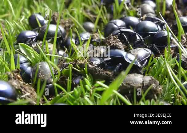 Black dung beetles swarm atop fresh manure in meadow, crawling and ...