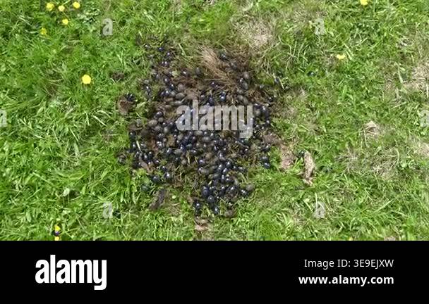 meadow beetle dung feces scarabaeidae manure grass scarab insect ...