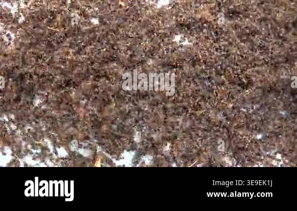 Marabunta Insect macro ants colony insects swarm forest floor arthropod crawling surface ...
