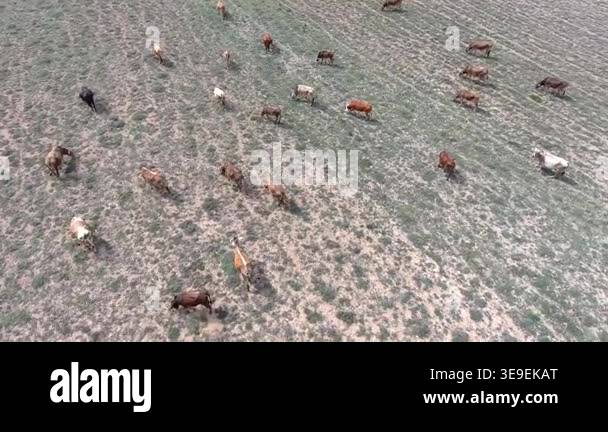 Aerial cattle grazing across arid steppe plain treeless rangeland dry ...