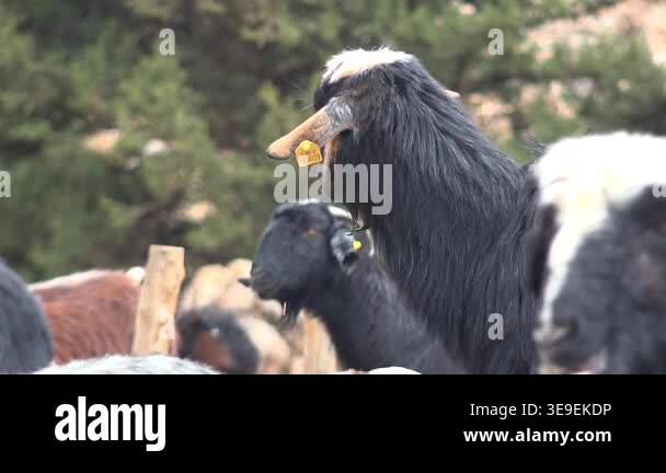 domestic-goats-chew-cud-while-eating-artificial-feed-in-a-rural