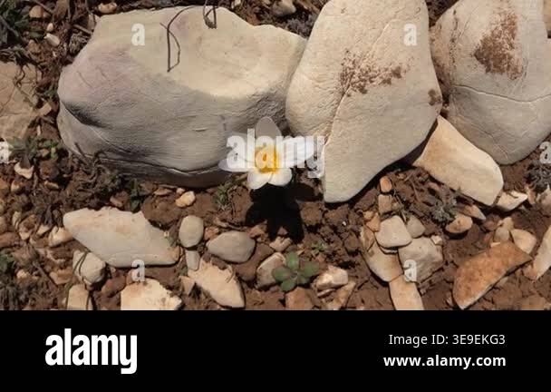 Crocus Among Rocks White yellow crocus flower blooming wild among stones and rocky soil in ...