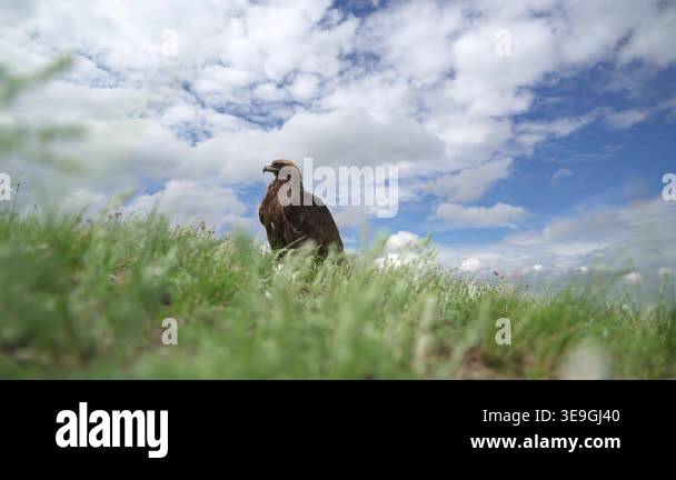 Plain Rapter Eagle perched on grass in open plain shows alert raptor posture across ...
