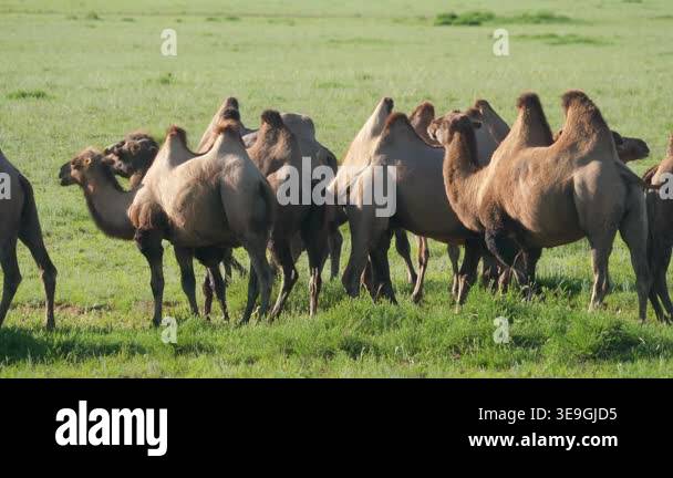 Wild camels form a herd across Central Asian grasslands, moving through ...