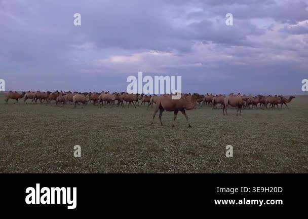 Wild camels moving across forest in Mongolia under calm daylight within ...