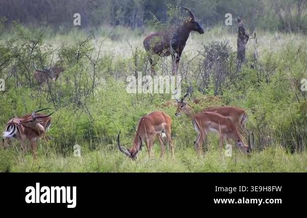 Sable Behavior Sable antelope and impalas graze together across lush African savanna ...
