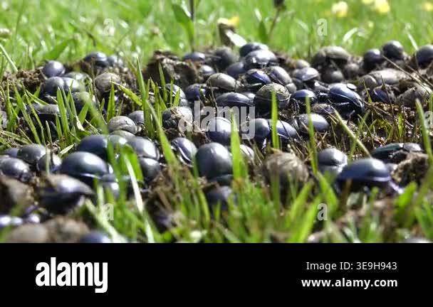 Crowded dung beetles feeding on fresh manure across grassy meadow in ...