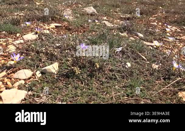 Crocus Among Rocks Purple crocus flower blooms among stones, delicate spring blossom ...