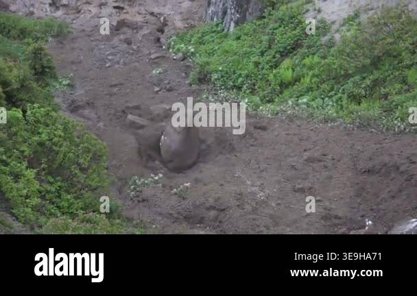 Rock rolls down landslide slope with loose stones, gravity motion ...