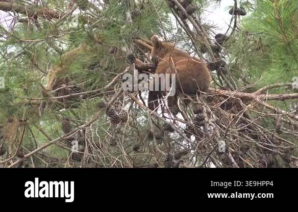 Two bear cubs resting on a tree branch in forest habitat, cute baby ...
