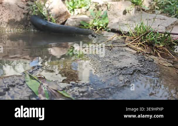 Puddle Insect Wasp hovers and skims above a puddle in slow motion over wet ground ...