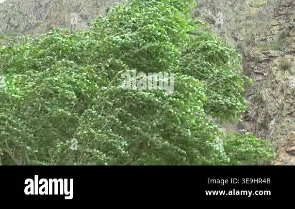 Tree Shaking While Raining Strong wind bends green tree branches outdoors, turbulent weather ...