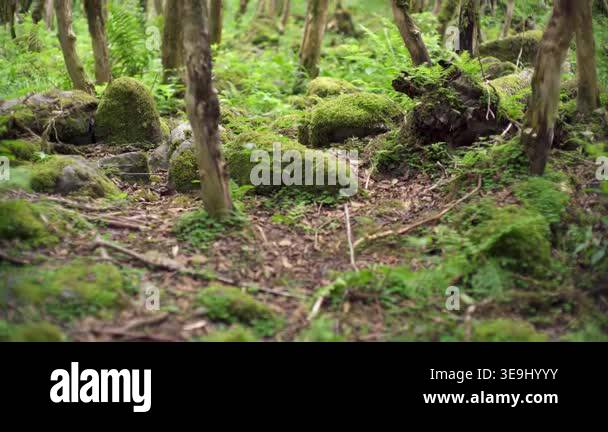 Mossy forest floor with green woodland trees and soft light in wild ...