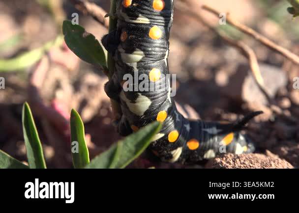 Black caterpillar with yellow and white spots crawling on green plant ...