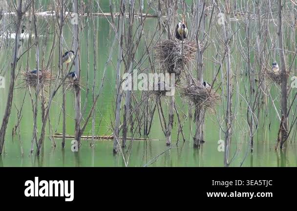 Heron bird nests rest on dry leafless tree branches rising from calm ...