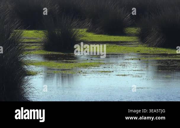 Juncus reeds growing in untouched natural lake wetland ecosystem at ...