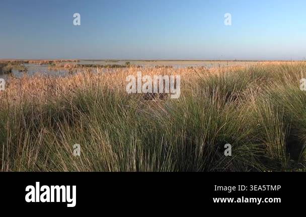 Small lake in reed covered wetland at sunrise morning across flat ...