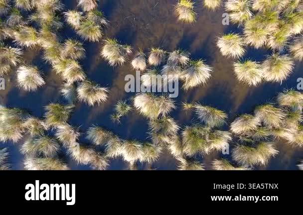 Camera pulls back above juncus reed beds revealing full lake within ...