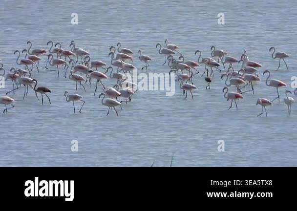Flamingo flock walking through shallow water with adult and juvenile ...