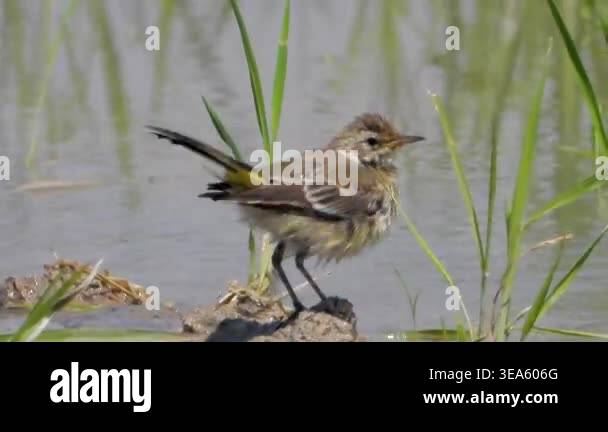 Small wagtail bathes in lake shallows while splashing water around ...
