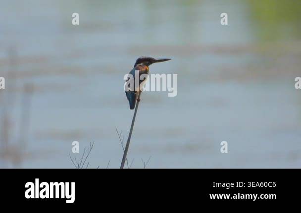 Kingfisher perches on slender reed above wetland water before sudden ...