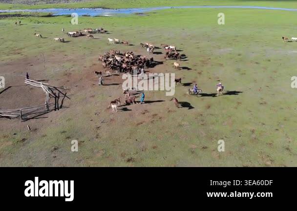 Mongolian riders gather and tame horses on open grassland during active ...