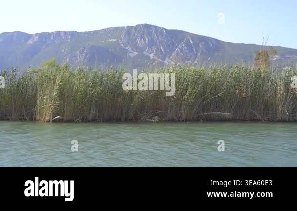 Reeds line quiet lake edge under clear daylight in untouched marsh ...