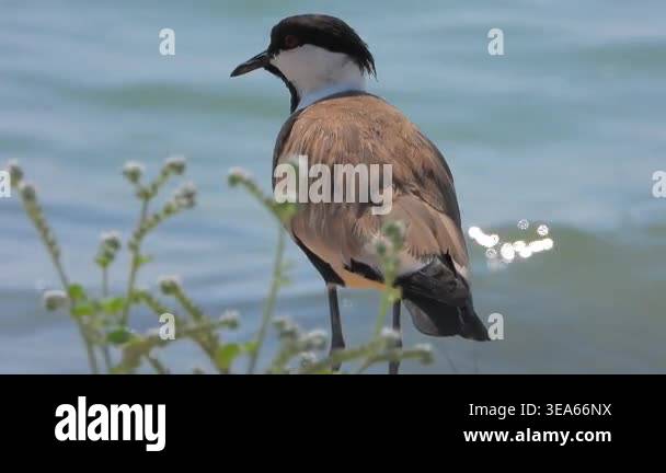 Lapwing bird standing near calm water in natural wetland habitat ...