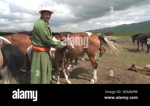 Mongolian riders gather and tame horses on open grassland during active ...