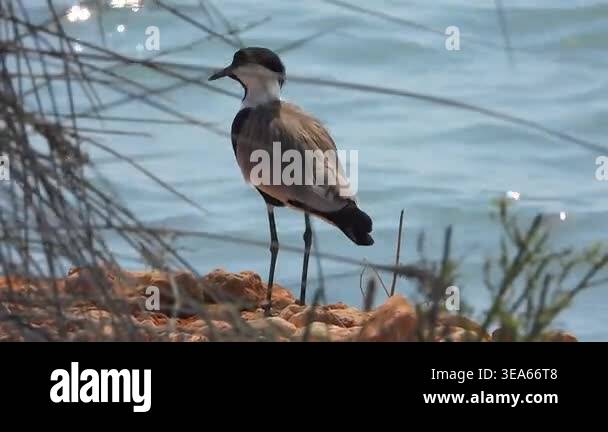Lapwing bird standing near calm water in natural wetland habitat ...