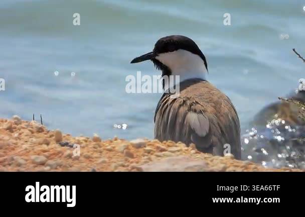 Lapwing bird standing near calm water in natural wetland habitat ...
