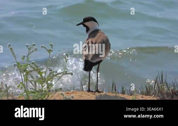 Lapwing bird standing near calm water in natural wetland habitat ...
