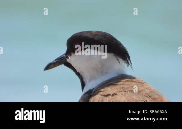 Lapwing bird standing near calm water in natural wetland habitat ...