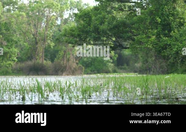 Quiet wetland lake surrounded by reeds and trees reflects a calm ...