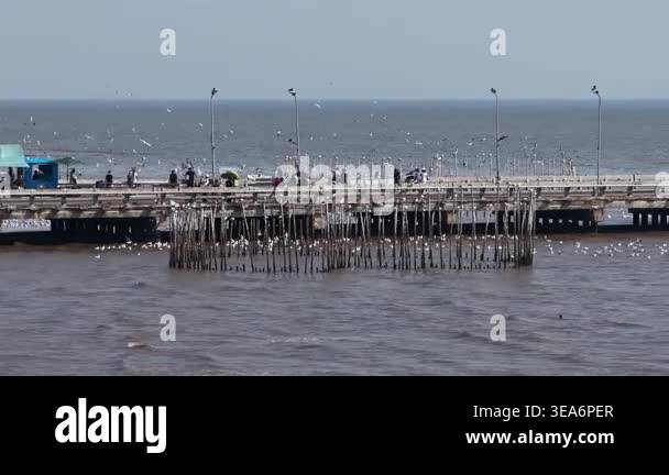 Numerous seagulls flying and perching on wooden posts in the ocean ...