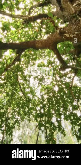 A serene scene unfolds as the camera captures lush trees with vibrant ...