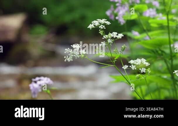 Close-up of delicate white blossoms beside a blurred stream. Tiny white ...