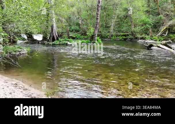 River flowing through a lush green forest with trees and a small ...