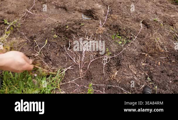 Close up view of a gardener's hands removing weeds and roots from the ...