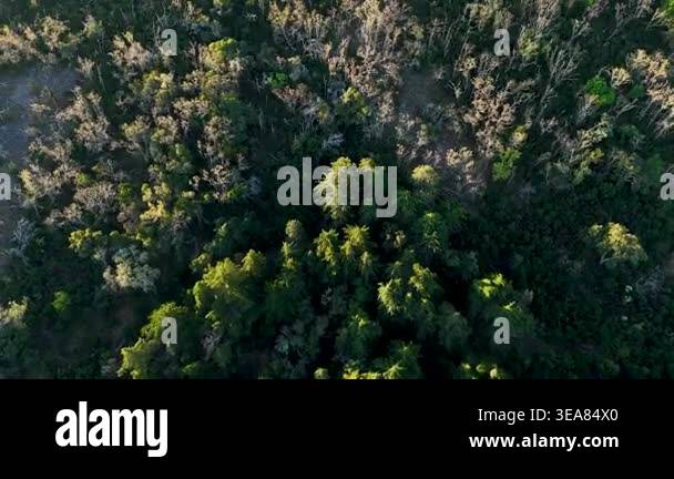 Aerial top down view flying from a healthy forest to a destroyed ...