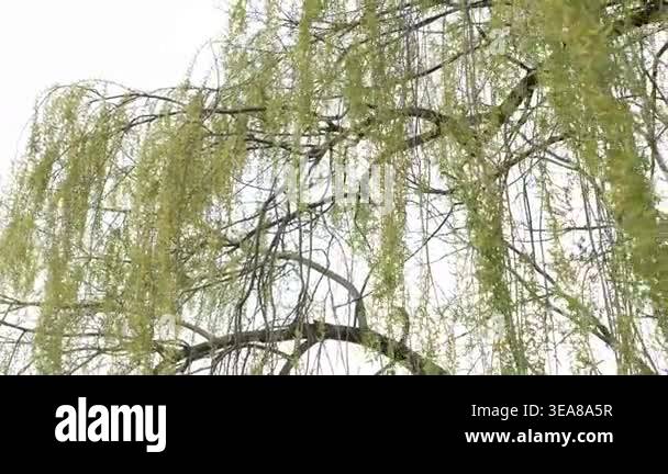 Weeping Willow Tree Branches with Long Green Leaves Swaying Gently in ...